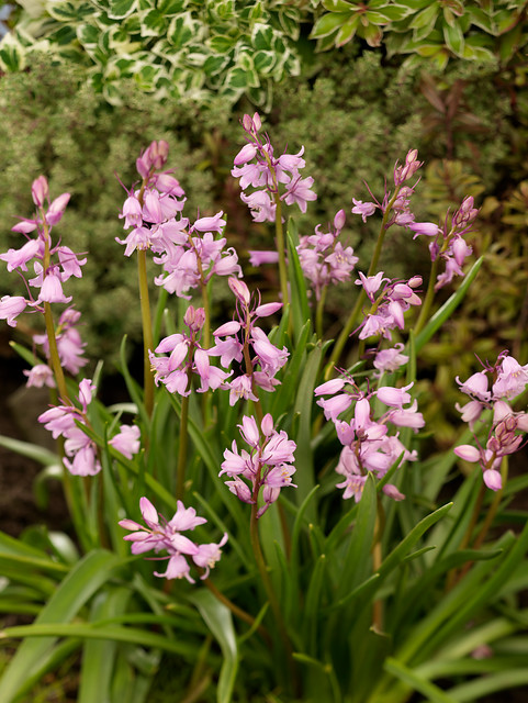 Hyacinthoides hispanica QUEEN OF THE PINKS