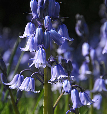 Hyacinthoides hispanica EXCELSIOR