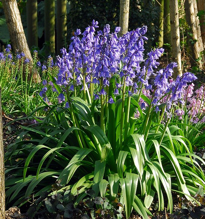 Hyacinthoides hispanica EXCELSIOR