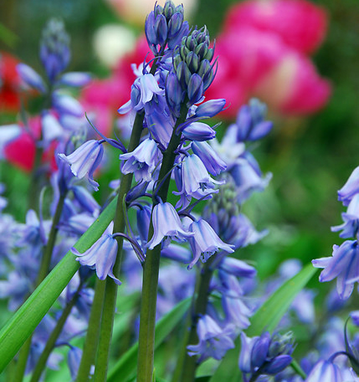 Hyacinthoides hispanica EXCELSIOR