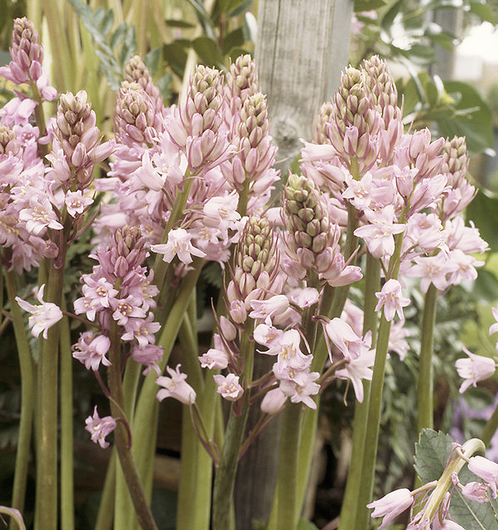 Hyacinthoides hispanica QUEEN OF THE PINKS