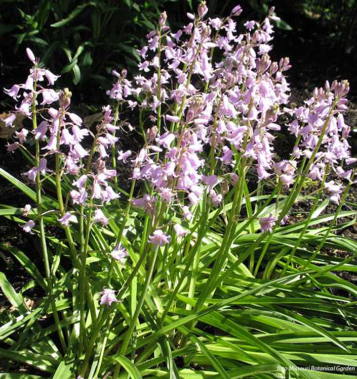 Hyacinthoides hispanica QUEEN OF THE PINKS