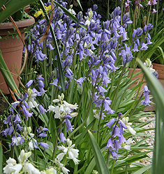 Hyacinthoides hispanica in miscuglio