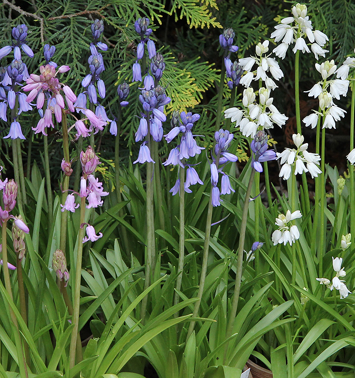 Hyacinthoides hispanica in miscuglio
