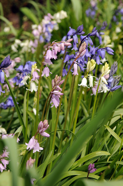 Hyacinthoides hispanica in miscuglio