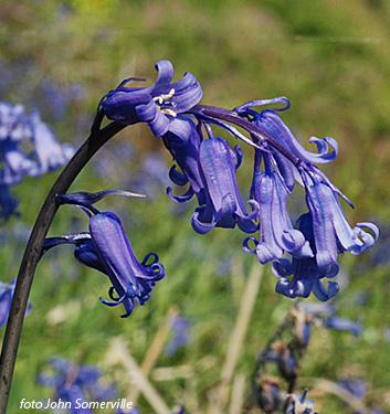 Hyacinthoides non-scripta select. (Scilla nutans) BLUE BELLS