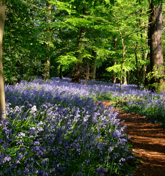Hyacinthoides non-scripta select. (Scilla nutans) BLUE BELLS