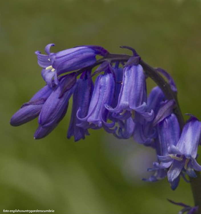 Hyacinthoides non-scripta select. (Scilla nutans) BLUE BELLS