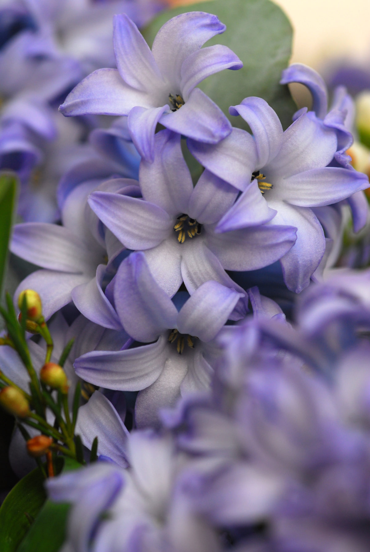 Hyacinthus orientalis DELFT BLUE