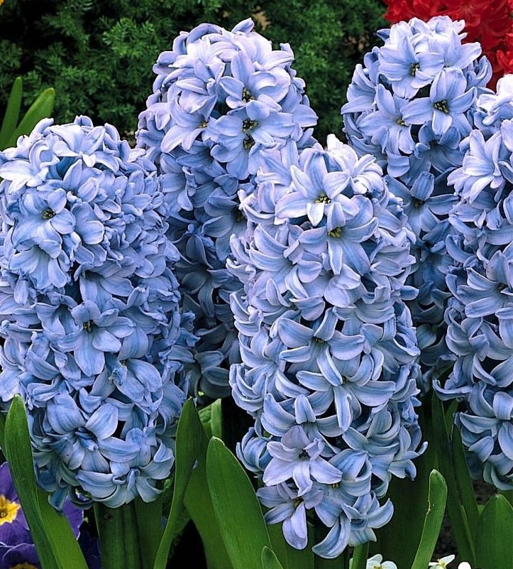 Hyacinthus orientalis DELFT BLUE