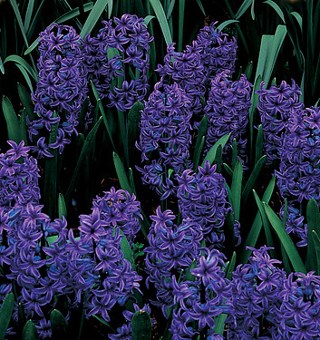 Hyacinthus orientalis BLUE JACKET