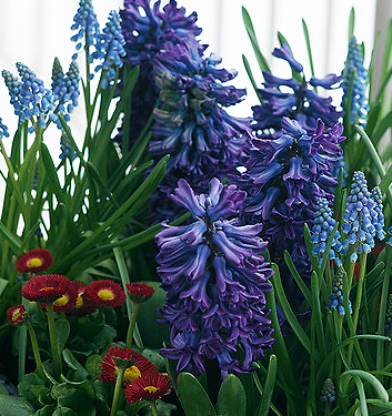Hyacinthus orientalis BLUE JACKET