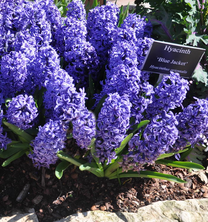 Hyacinthus orientalis BLUE JACKET