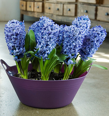 Hyacinthus orientalis DELFT BLUE