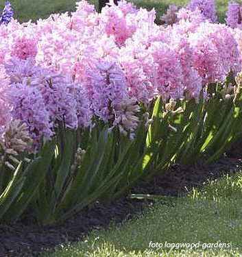 Hyacinthus orientalis FONDANT