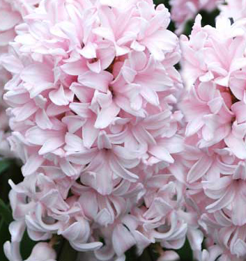 Hyacinthus orientalis FONDANT