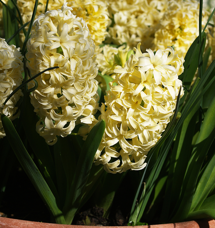 Hyacinthus orientalis CITY OF HAARLEM