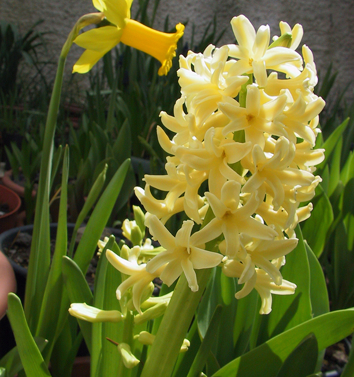 Hyacinthus orientalis CITY OF HAARLEM