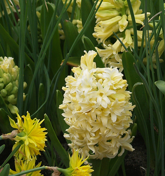 Hyacinthus orientalis CITY OF HAARLEM