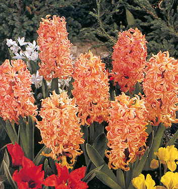 Hyacinthus orientalis GIPSY QUEEN