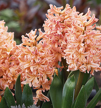 Hyacinthus orientalis GIPSY QUEEN