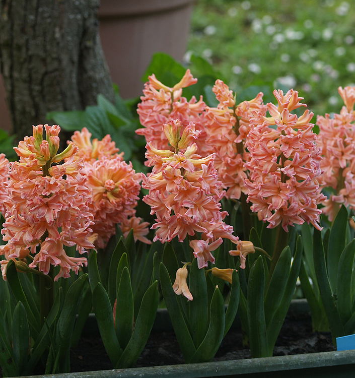 Hyacinthus orientalis GIPSY QUEEN
