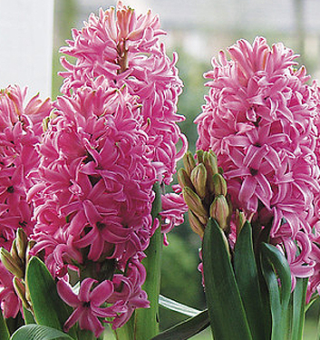 Hyacinthus orientalis PINK PEARL