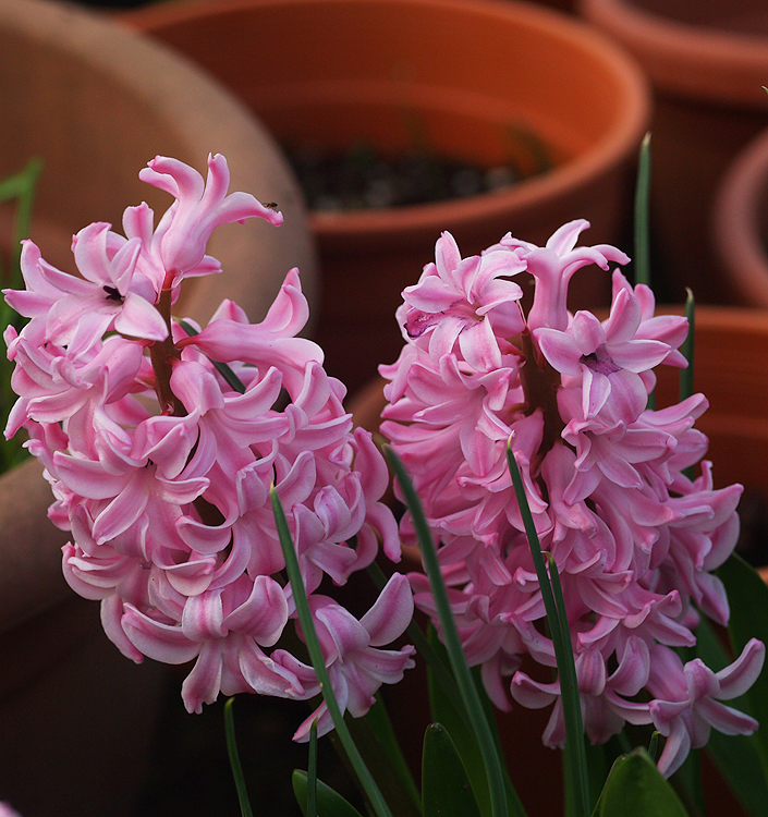 Hyacinthus orientalis PINK PEARL