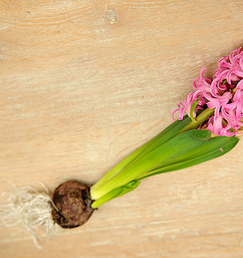 Hyacinthus orientalis PINK PEARL
