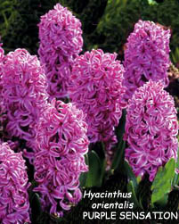 Hyacinthus orientalis PURPLE SENSATION