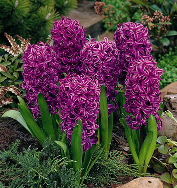 Hyacinthus orientalis PURPLE SENSATION