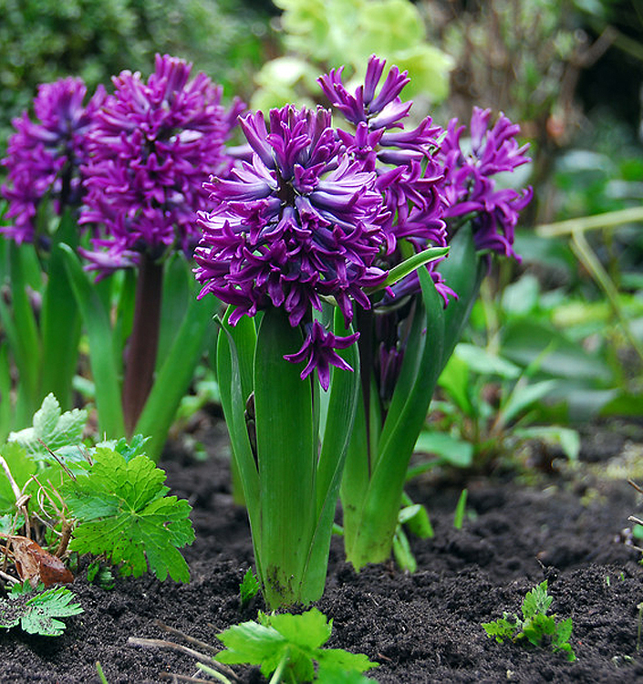 Hyacinthus orientalis PURPLE SENSATION