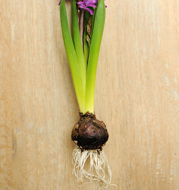 Hyacinthus orientalis PURPLE SENSATION