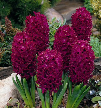 Hyacinthus orientalis WOODSTOCK