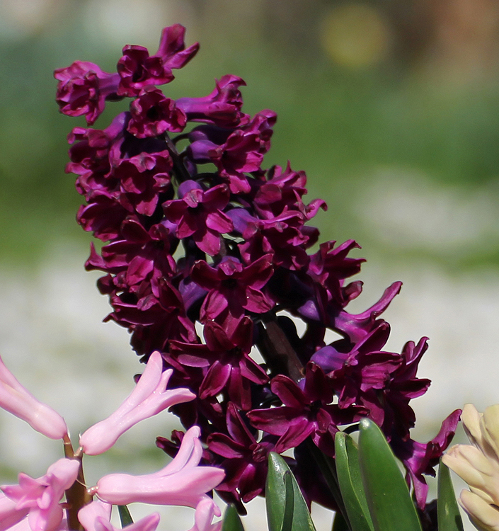 Hyacinthus orientalis WOODSTOCK