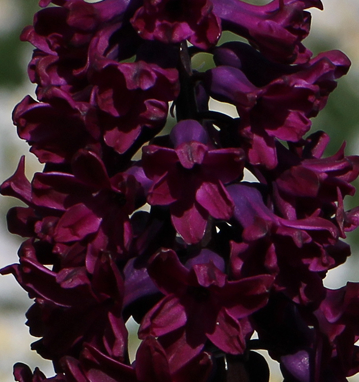 Hyacinthus orientalis WOODSTOCK