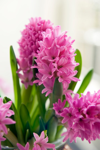 Hyacinthus orientalis PINK PEARL