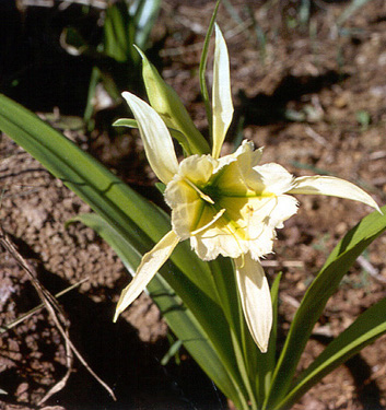 Hymenocallis SULPHUR QUEEN
