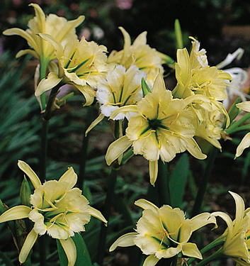 Hymenocallis SULPHUR QUEEN