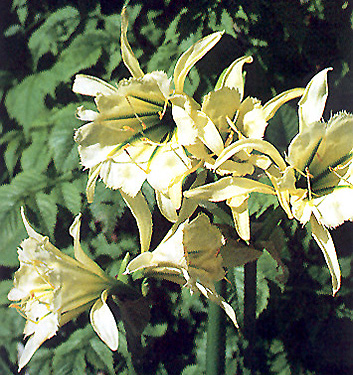 Hymenocallis SULPHUR QUEEN