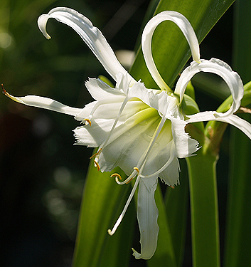 Hymenocallis festalis ZWANENBURG