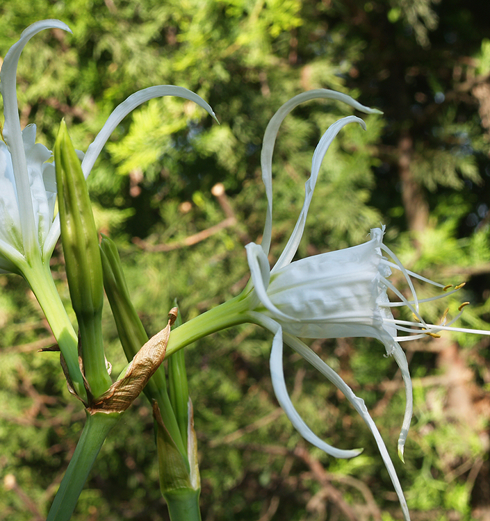 Hymenocallis festalis ZWANENBURG