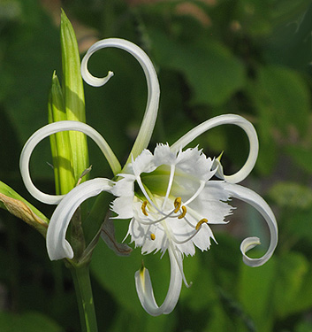 Hymenocallis festalis ZWANENBURG