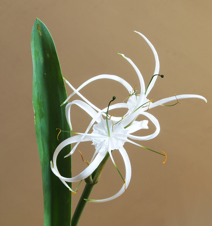 Hymenocallis harrisiana