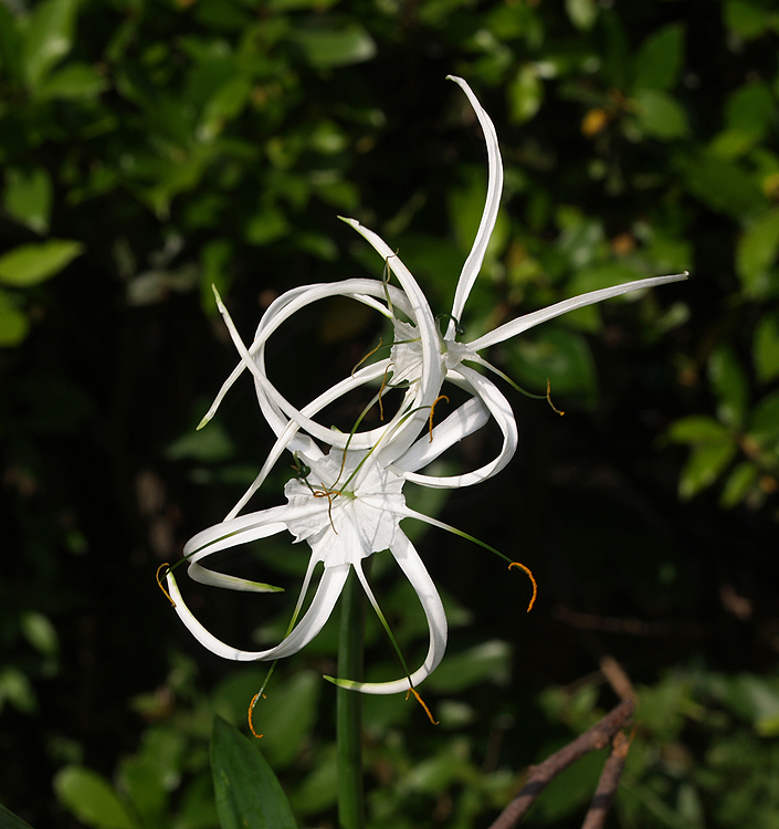 Hymenocallis harrisiana