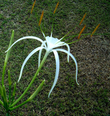 Hymenocallis harrisiana