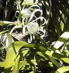 Hymenocallis longipetala
