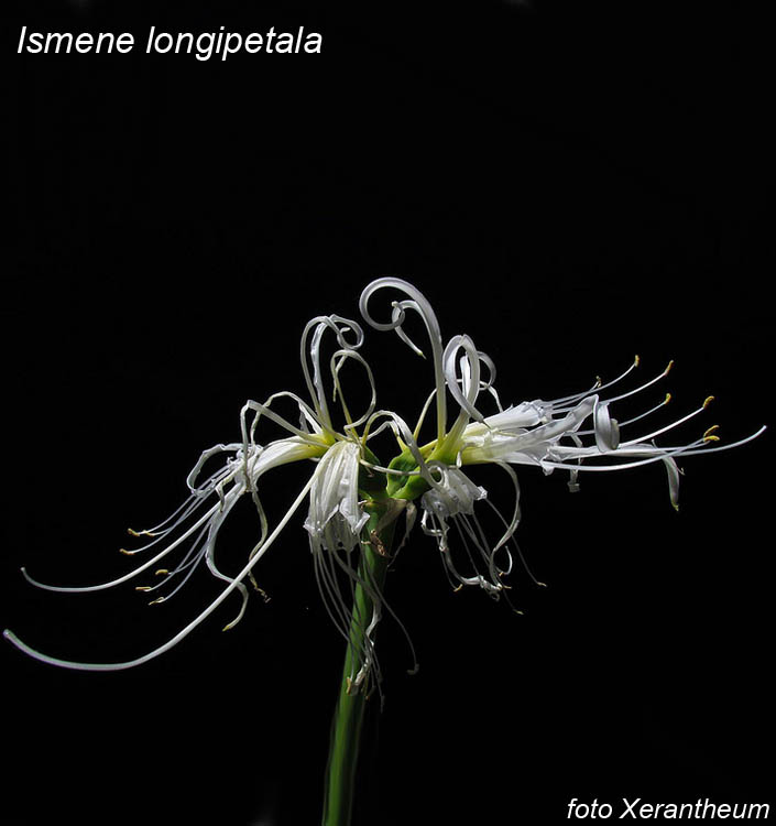 Hymenocallis longipetala
