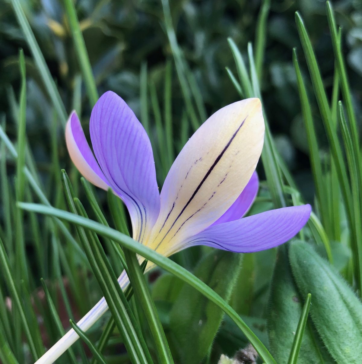 Crocus imperati DE JAGER