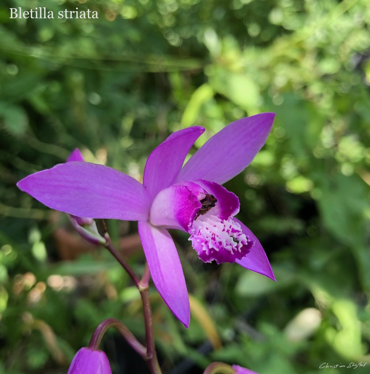 Bletilla striata